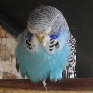 Foto del usuario
